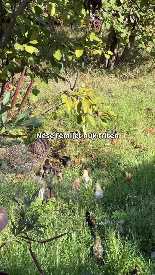 Post 5 by Greta | 🇦🇱 in 🇩🇪 on TikTok (video)