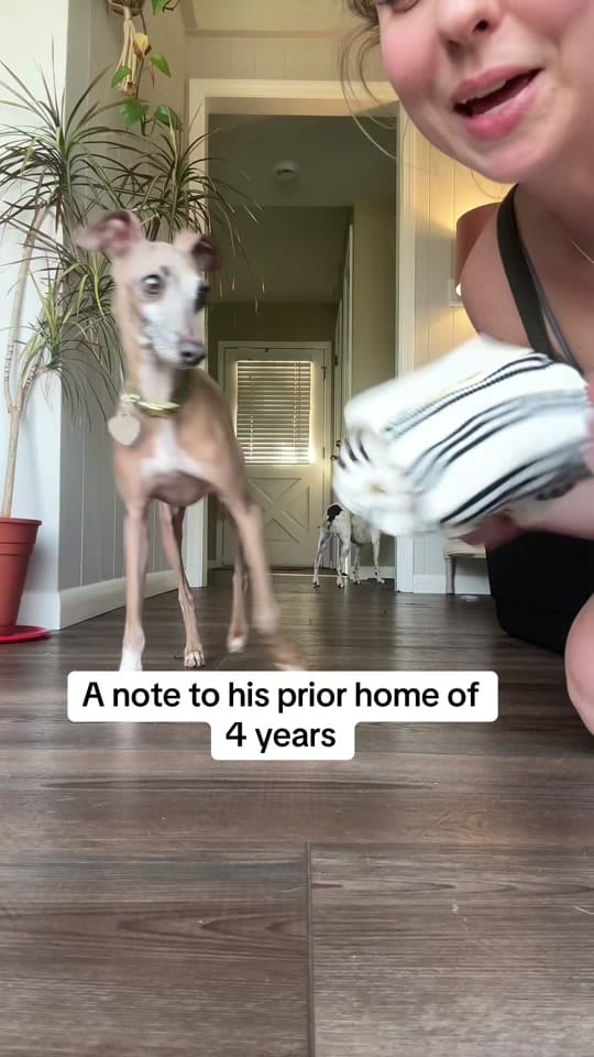 Post 2 by Stefanie Hills on TikTok (video)