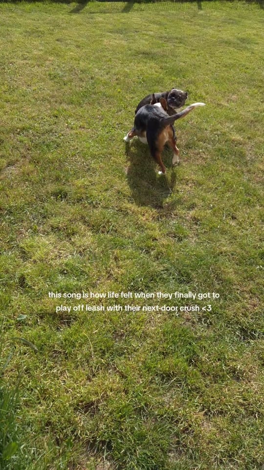 Post 4 by Prizzilla☆ on TikTok (video)