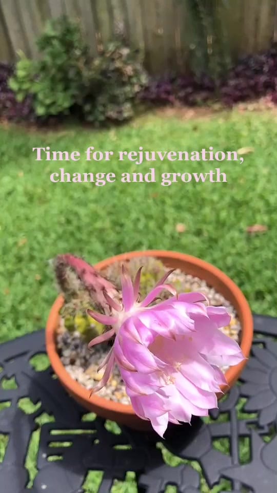 Post 2 by noonie on TikTok (video)