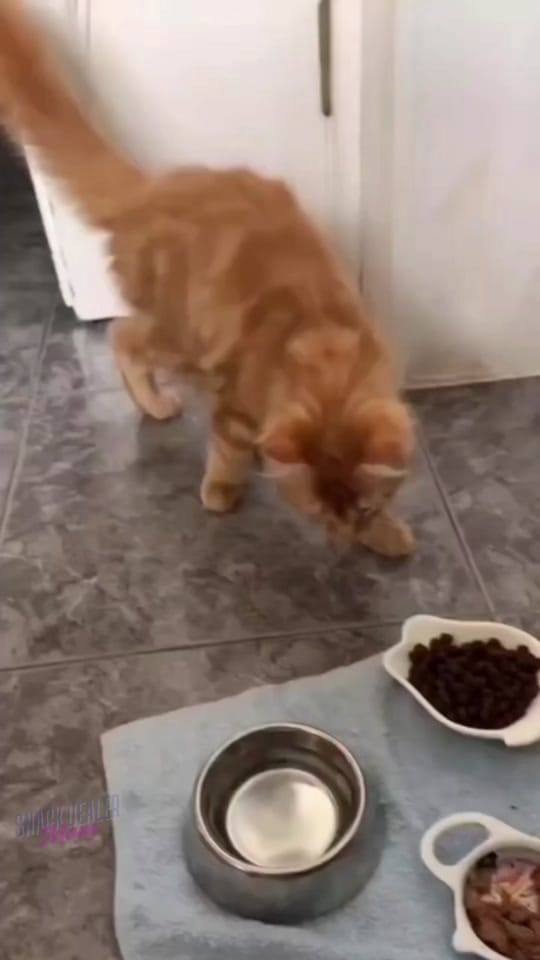Post 1 by SnackDealerMom on TikTok (video)