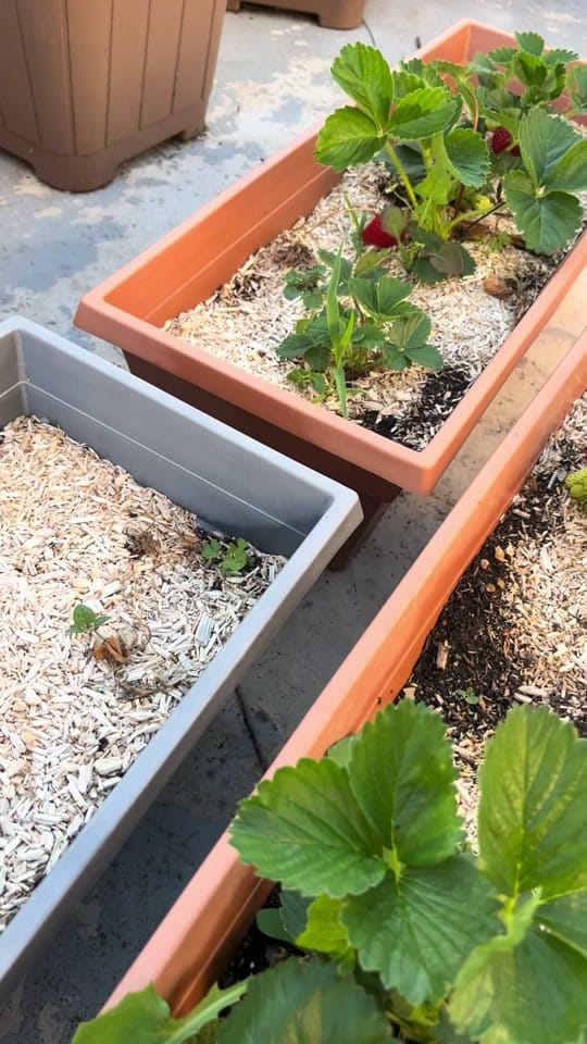 Post 3 by garden with jniifa on TikTok (video)