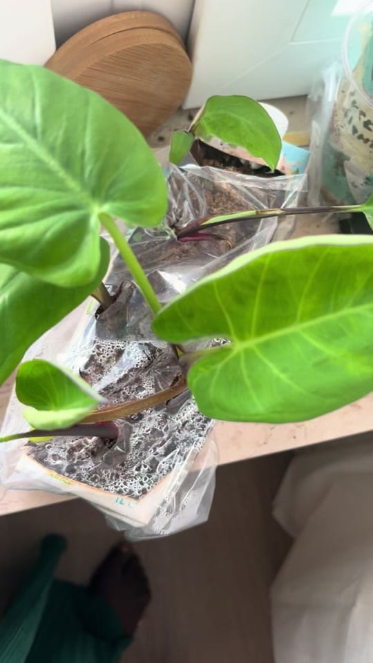 Post 2 by garden with jniifa on TikTok (video)