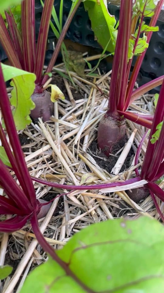 Post 9 by garden with jniifa on TikTok (video)