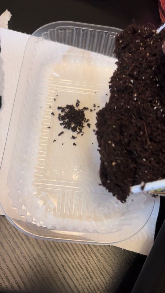 Post 7 by garden with jniifa on TikTok (video)