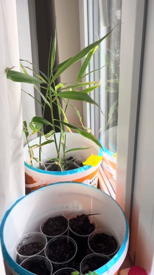 Post 4 by garden with jniifa on TikTok (video)