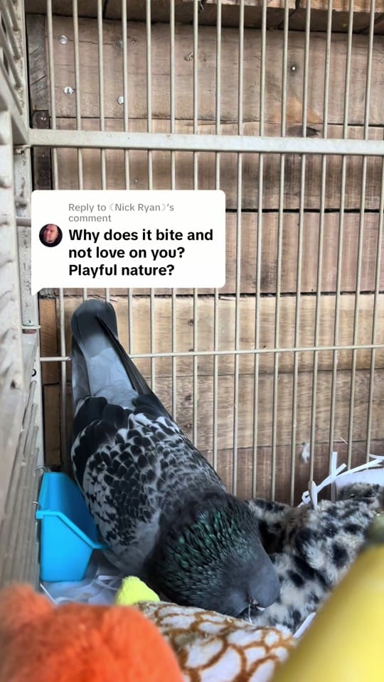 Post 7 by 𝔸𝕝𝕪𝕤𝕤𝕒 𝕃𝕒𝕟𝕖 on TikTok (video)