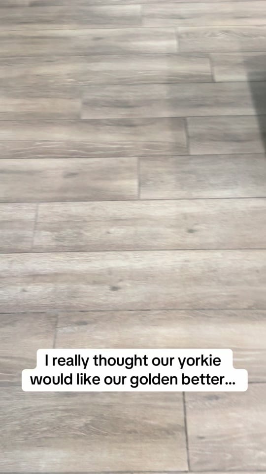 Post 9 by Diane Alber on TikTok (video)