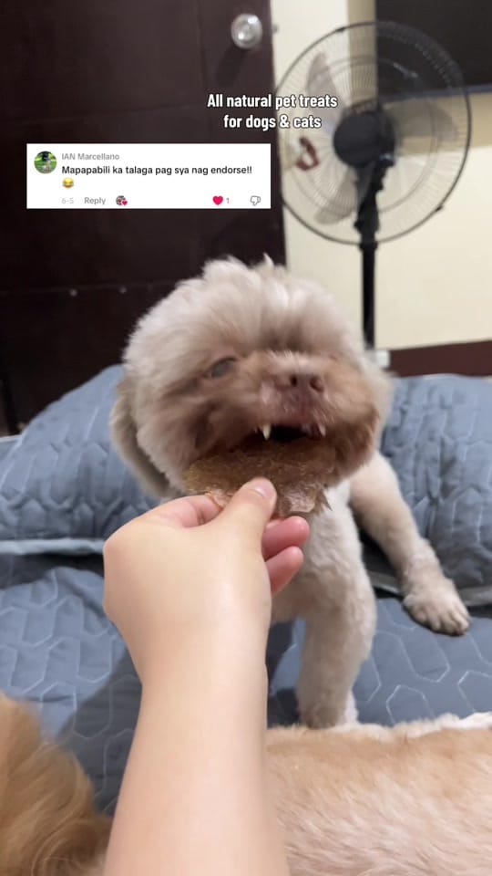 Post 4 by Kopi & Zeno🐾 on TikTok (video)