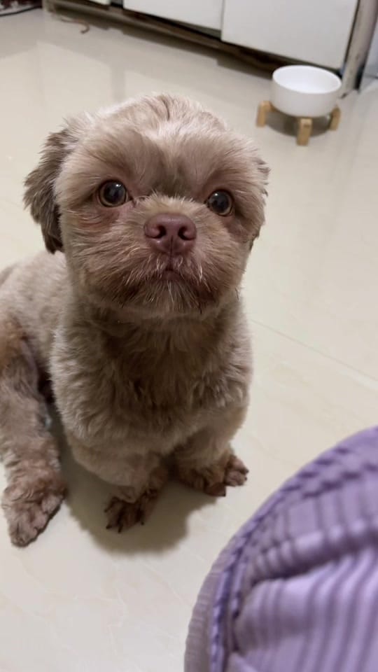 Post 10 by Kopi & Zeno🐾 on TikTok (video)