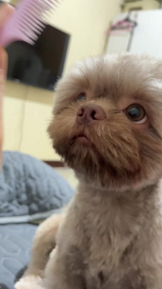 Post 3 by Kopi & Zeno🐾 on TikTok (video)
