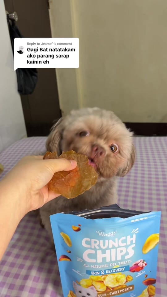 Post 8 by Kopi & Zeno🐾 on TikTok (video)