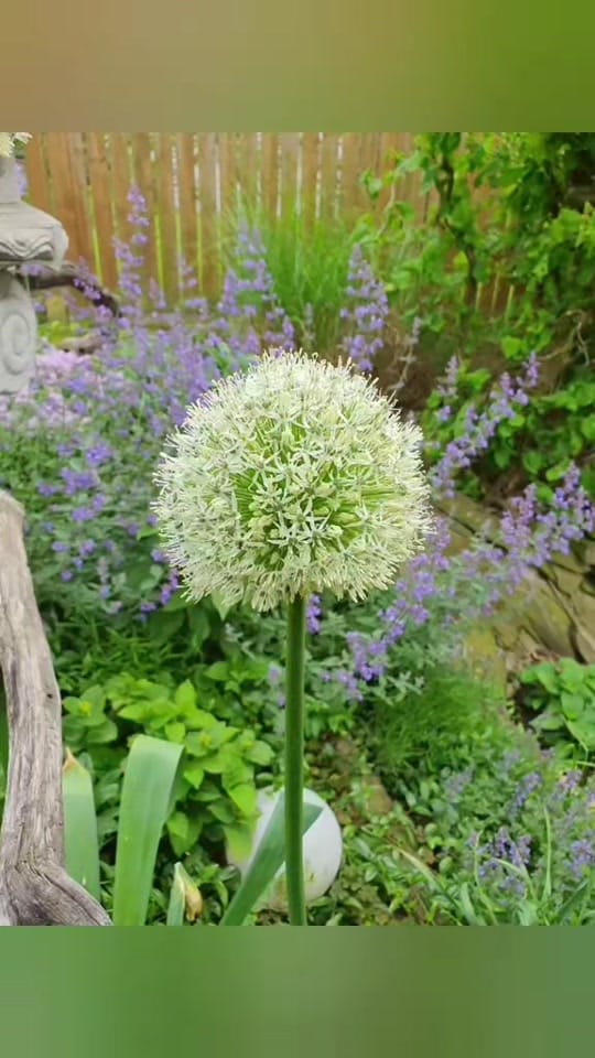 Post 1 by Andrea Hasebrink on TikTok (video)