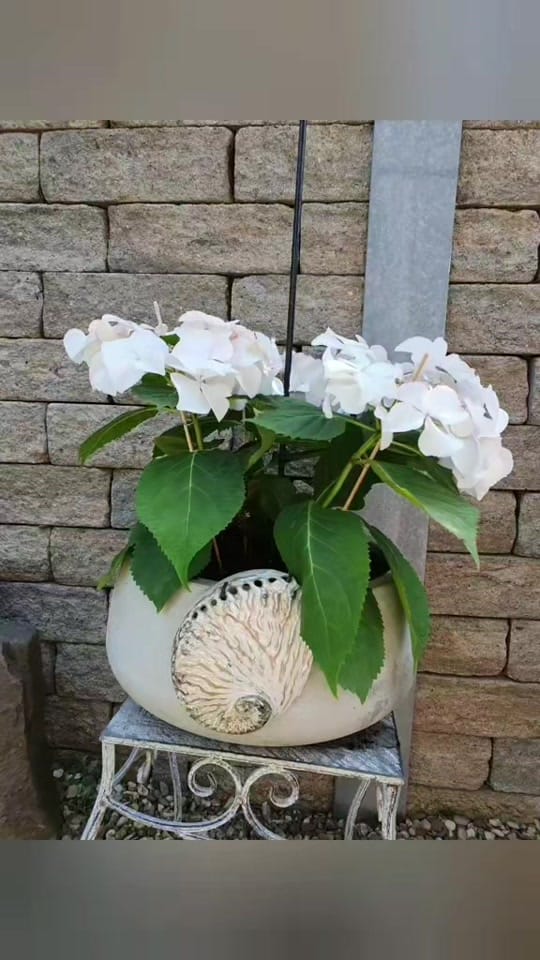 Post 10 by Andrea Hasebrink on TikTok (video)