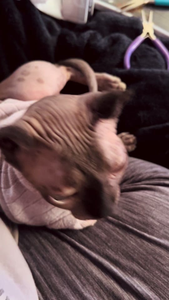 Post 1 by 🦋Katie🦋 on TikTok (video)