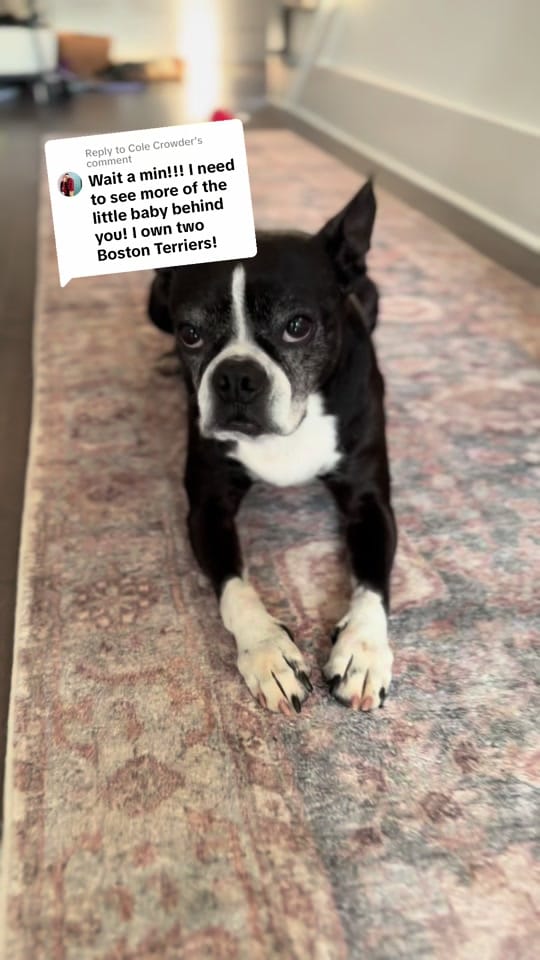Post 6 by Juniper Pearl on TikTok (video)