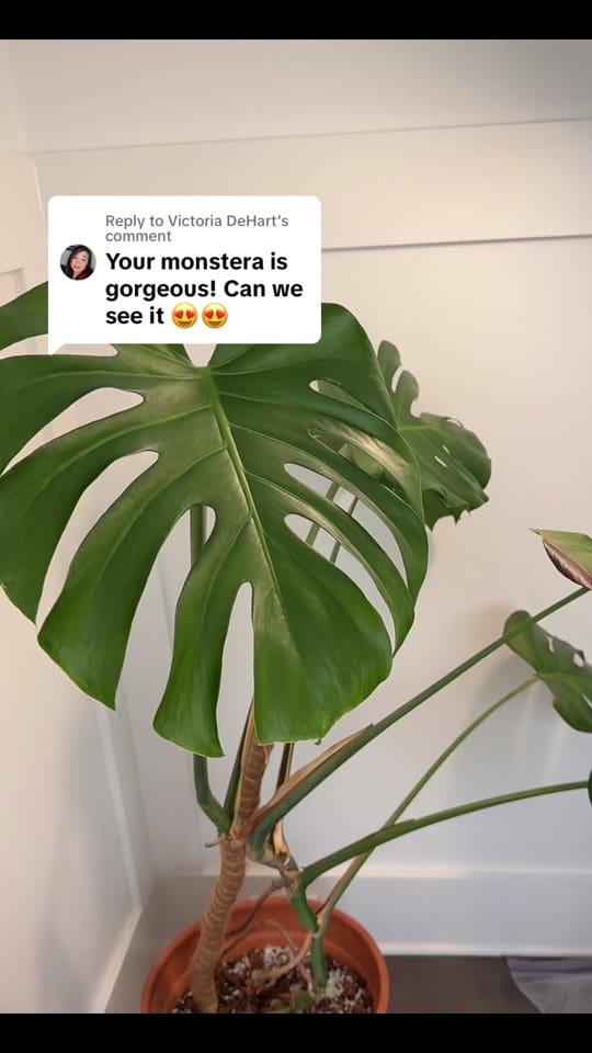 Post 8 by Juniper Pearl on TikTok (video)