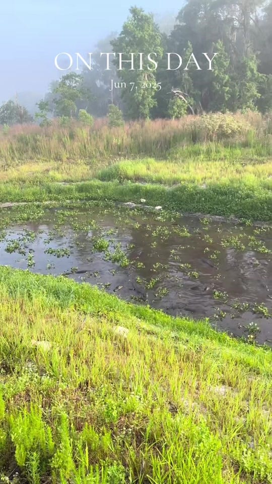 Post 6 by TheFloridaWaterGirl on TikTok (video)