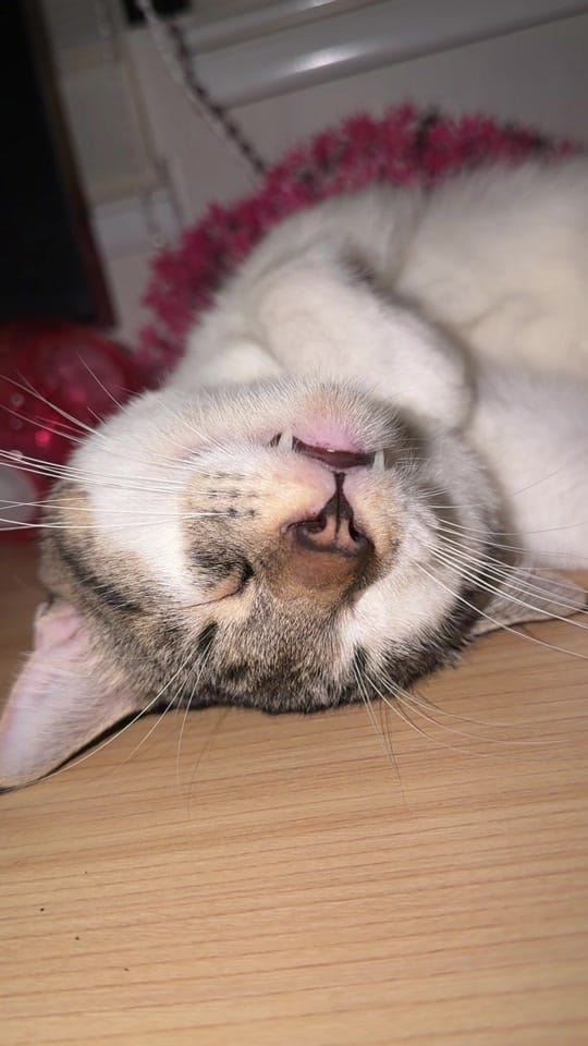 Post 2 by Carla Raza on TikTok (video)