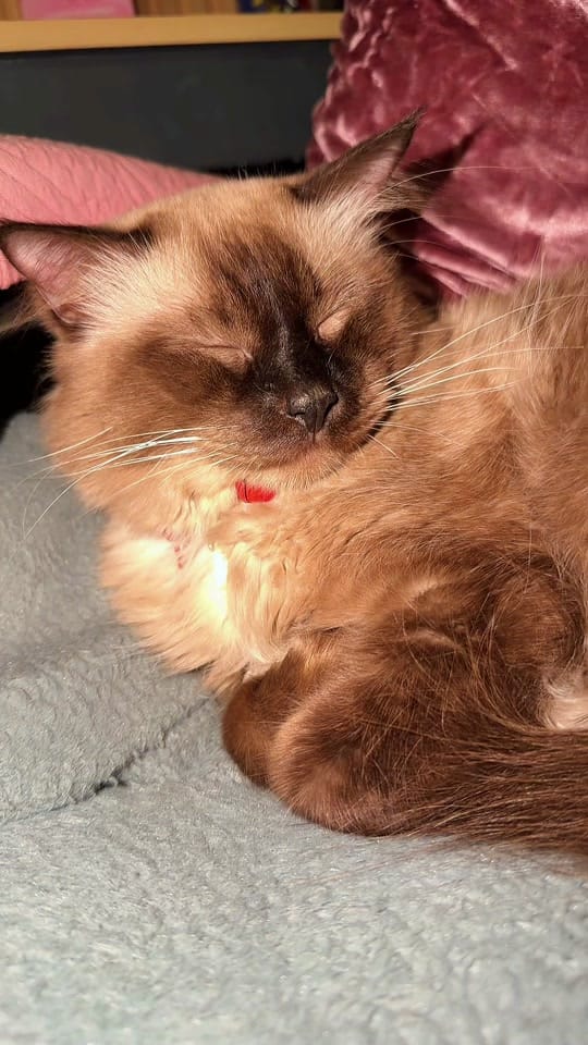 Post 5 by Carla Raza on TikTok (video)