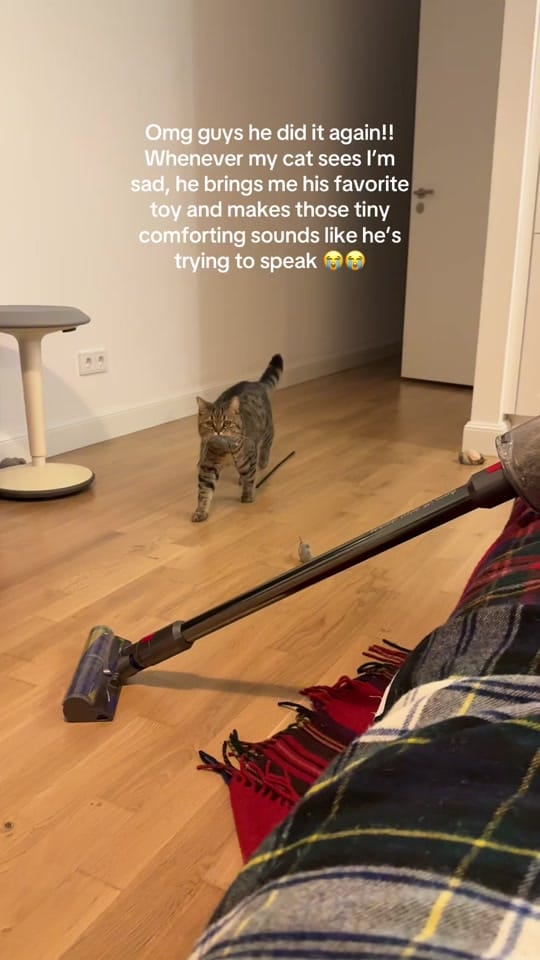 Post 10 by Alina&Fritz on TikTok (video)