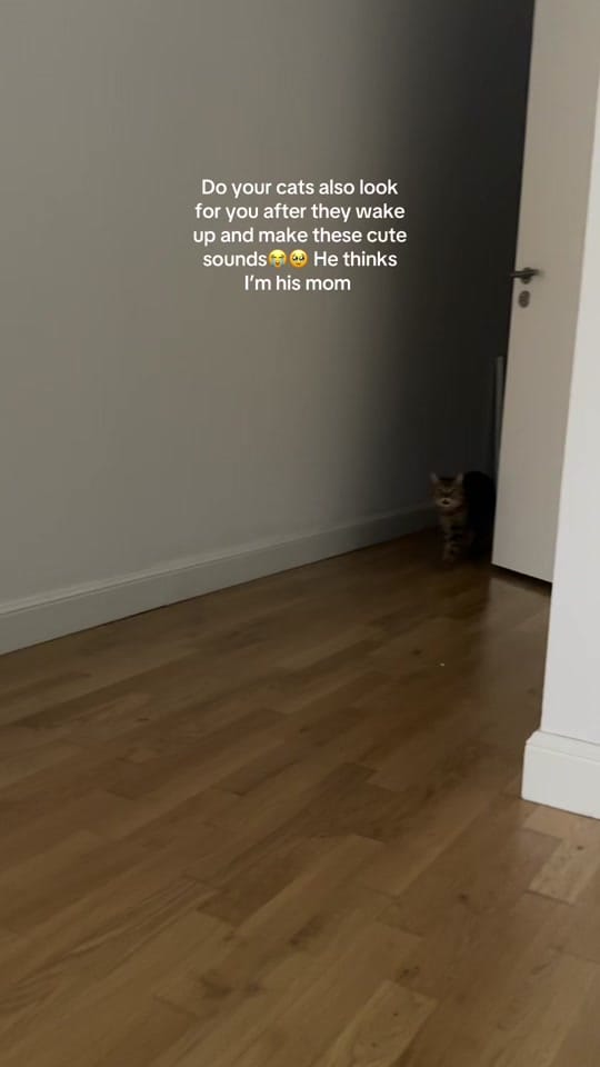 Post 1 by Alina&Fritz on TikTok (video)