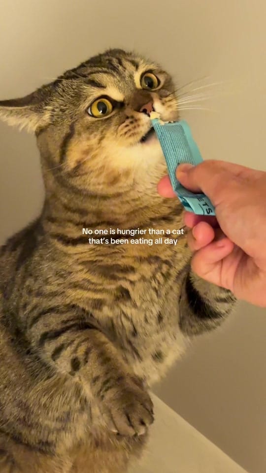 Post 7 by Alina&Fritz on TikTok (video)