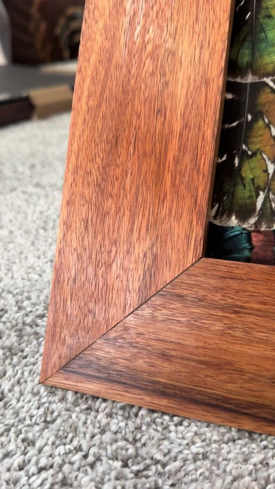 Post 5 by All Feathers Taxidermy on TikTok (video)