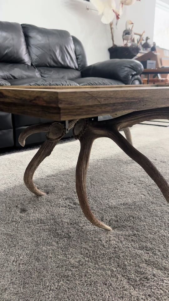 Post 7 by All Feathers Taxidermy on TikTok (video)
