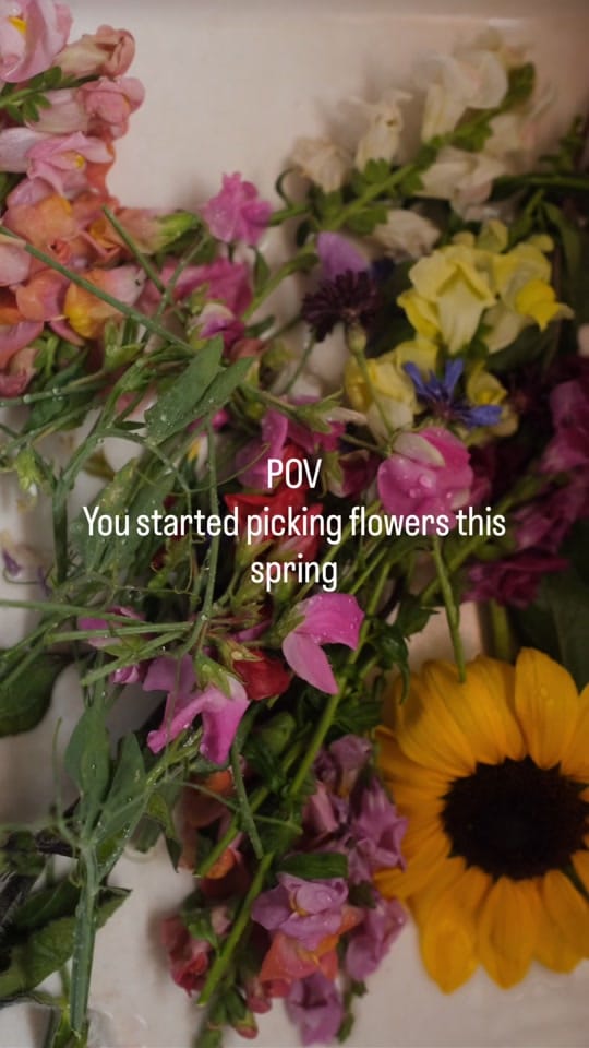 Post 7 by Sibia on TikTok (video)