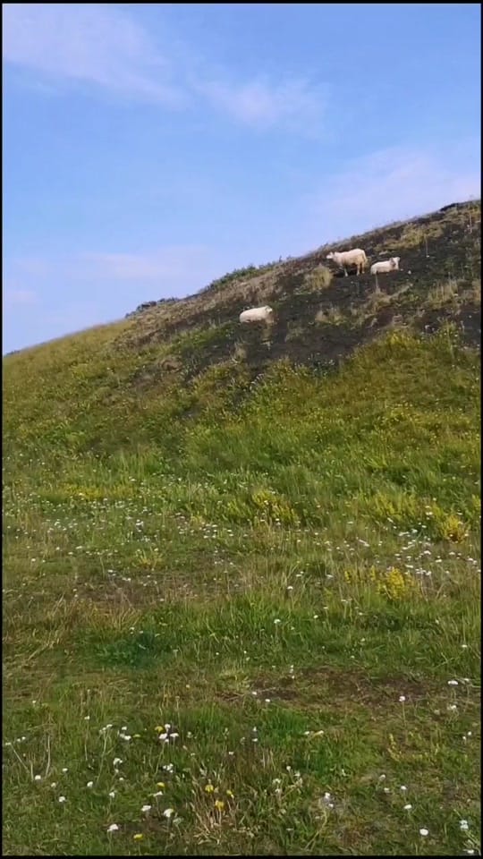 Post 1 by magpie_97 on TikTok (video)