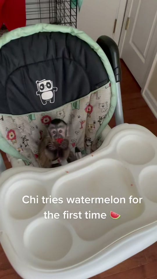 Post 9 by Konvictkoda on TikTok (video)