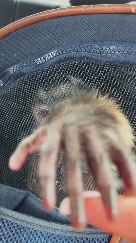 Post 1 by Konvictkoda on TikTok (video)