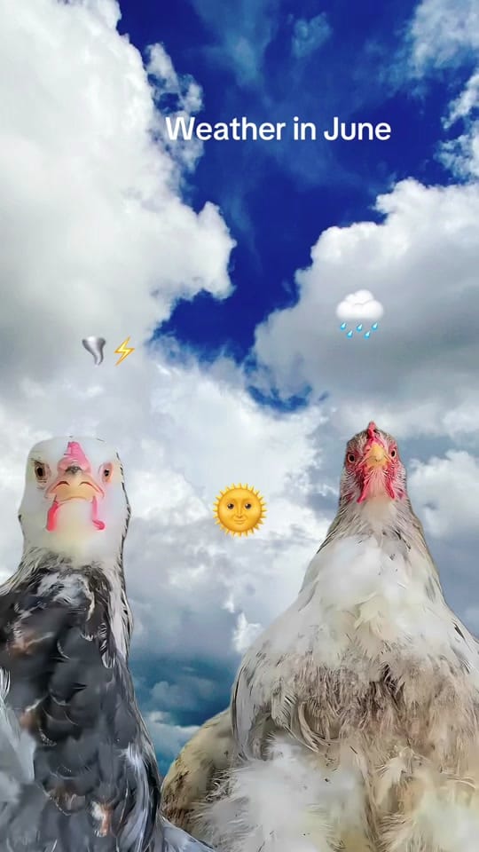 Post 1 by Brenda Mercedes Fox on TikTok (video)