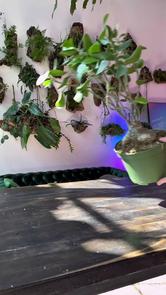 Post 6 by paige | reroot gardens on TikTok (video)