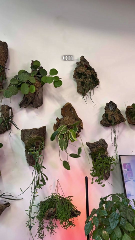 Post 9 by paige | reroot gardens on TikTok (video)
