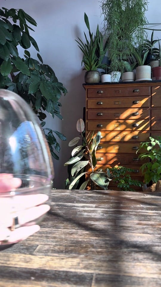 Post 5 by paige | reroot gardens on TikTok (video)