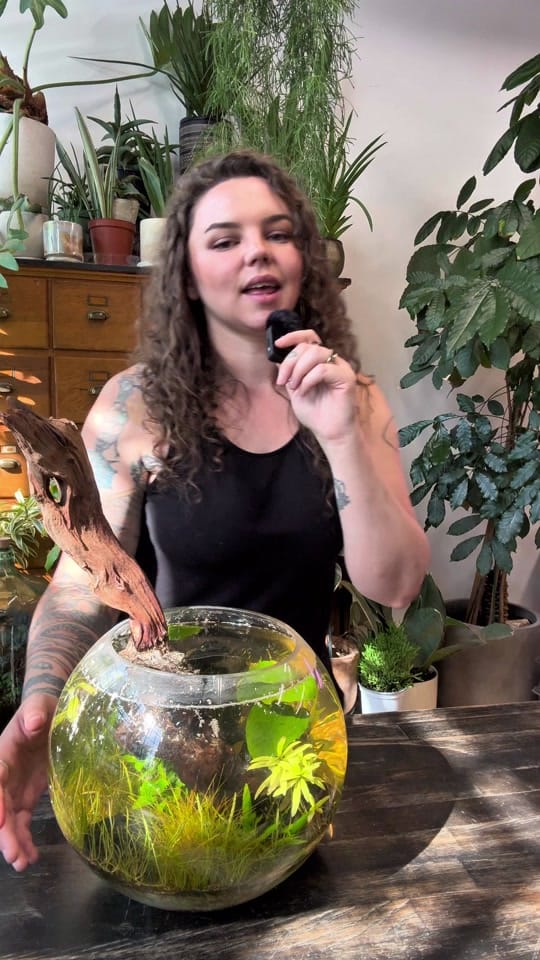 Post 8 by paige | reroot gardens on TikTok (video)