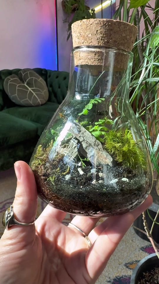 Post 3 by paige | reroot gardens on TikTok (video)