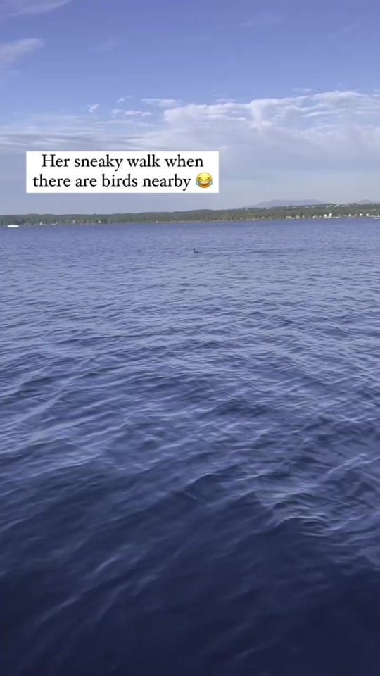 Post 7 by Capt OB on TikTok (video)