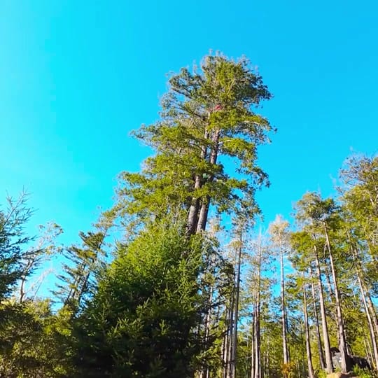 Post 5 by Charlies Webs on TikTok (video)