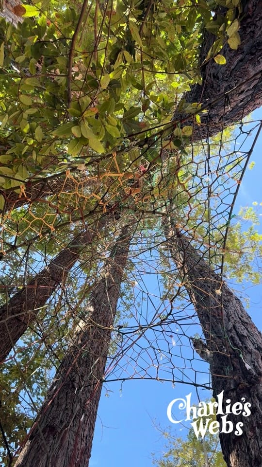 Post 4 by Charlies Webs on TikTok (video)