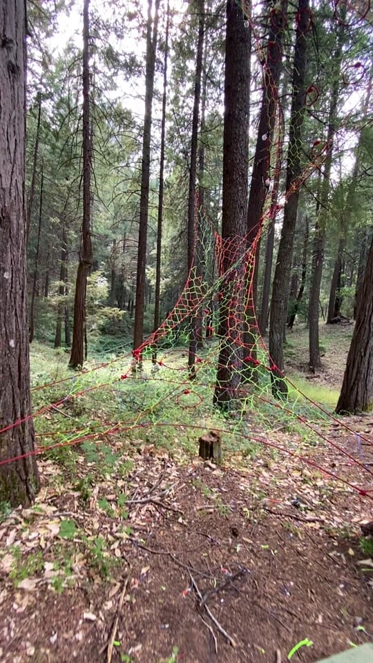 Post 10 by Charlies Webs on TikTok (video)