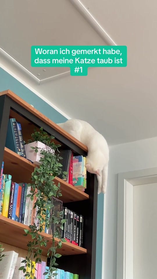 Post 6 by marymccatcat on TikTok (video)