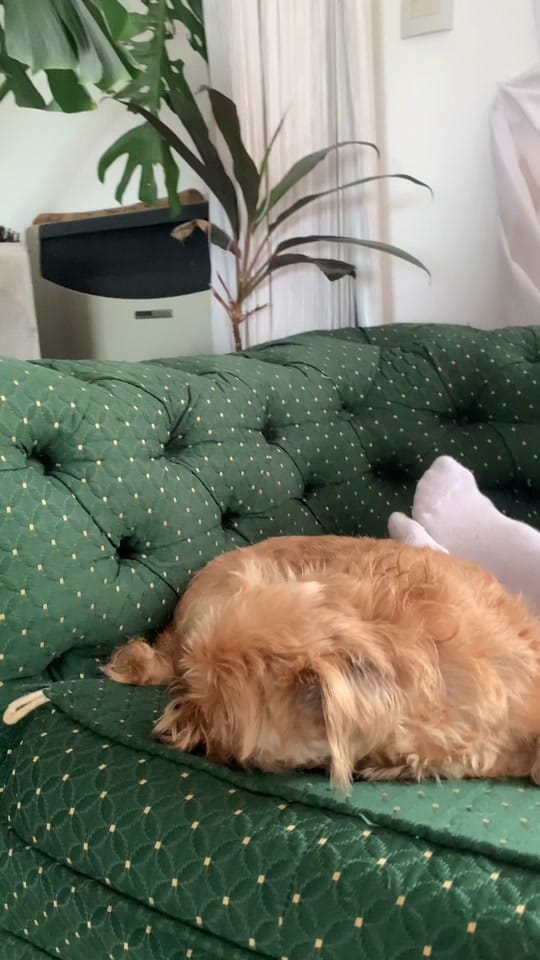 Post 7 by Gabo Usandivaras on TikTok (video)