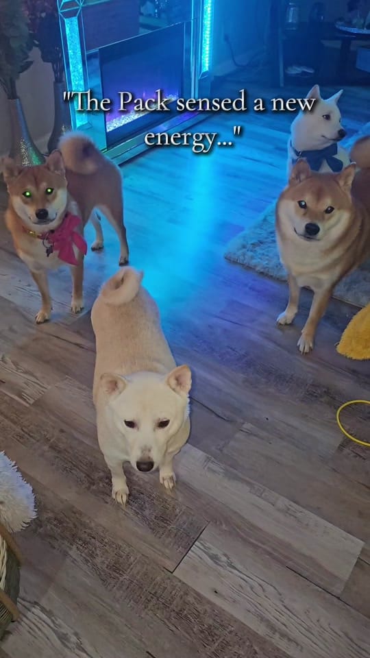 Post 9 by The Messengers & The Pack on TikTok (video)