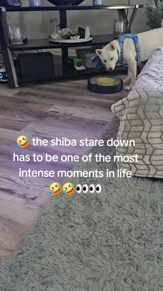 Post 6 by The Messengers & The Pack on TikTok (video)