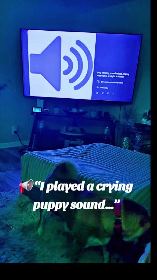 Post 10 by The Messengers & The Pack on TikTok (video)