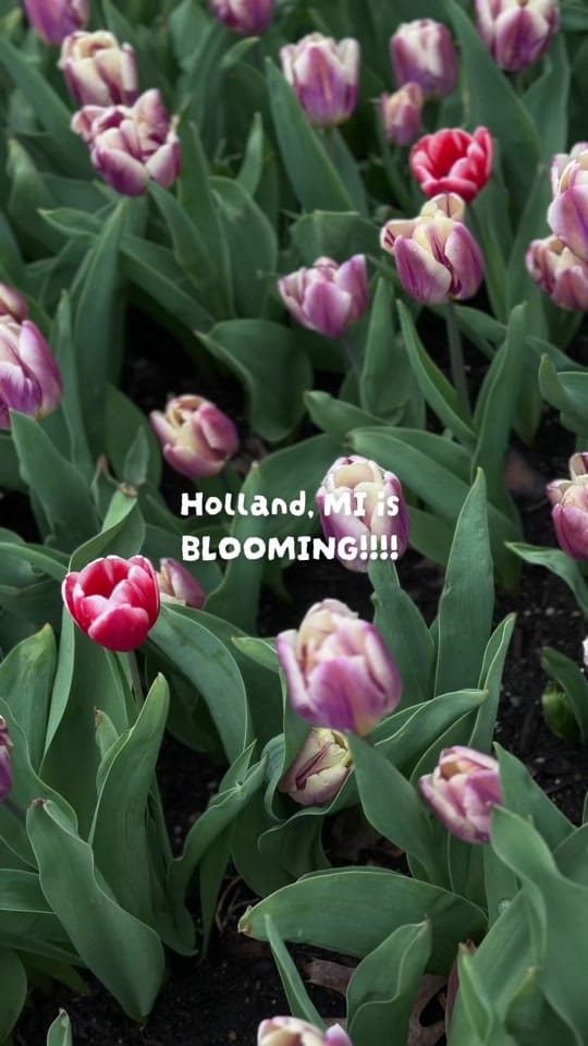 Post 8 by Morgan Tidey | MI Photographer on TikTok (video)