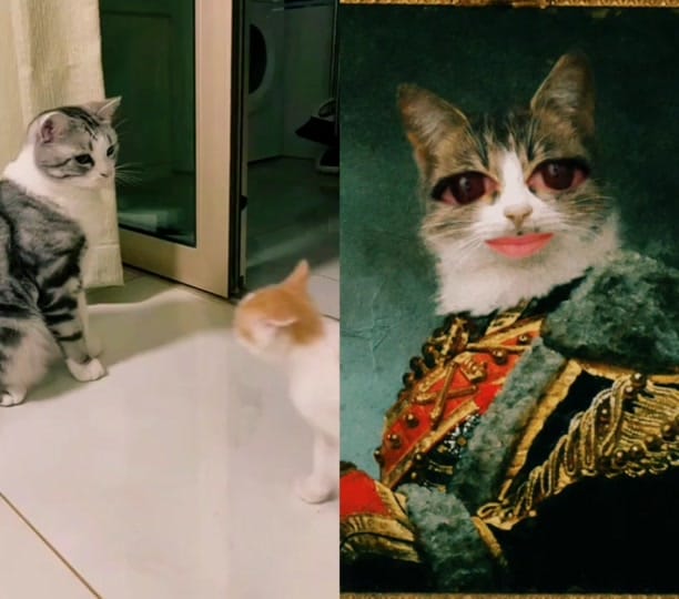 Post 7 by Claudia Sârbu on TikTok (video)